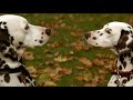 How Pongo Meet Perdita in the Movie of 101 Dalmatians