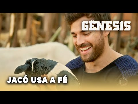 NOVELA GÊNESIS: Jacó usa a fé para os animais nascerem listradas, malhados, salpicados