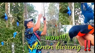 Download lagu BENER-BENER EDAN‼️MIKAT DI PINGGIR HUTAN,PANEN BURUNG MANTENAN,CUCAK BIRU DAN SLENDANG BIRU mp3