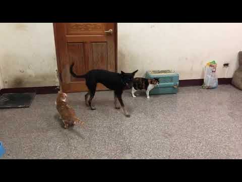 Madonna is good with cats