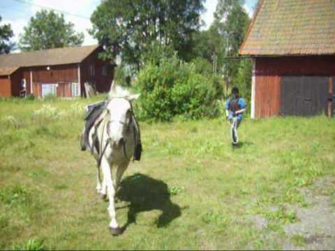 presentation av min antonia