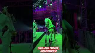 Caballo del pantanal, Grupo Laberinto