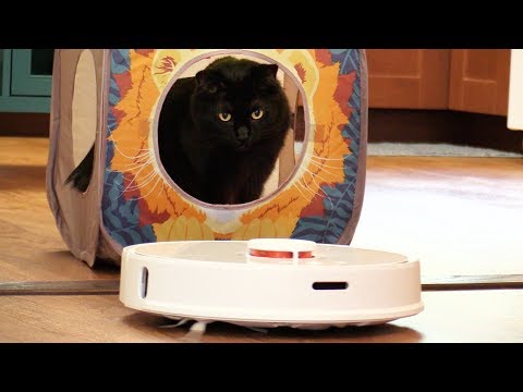 2 Cats REACT to a Robot Vacuum