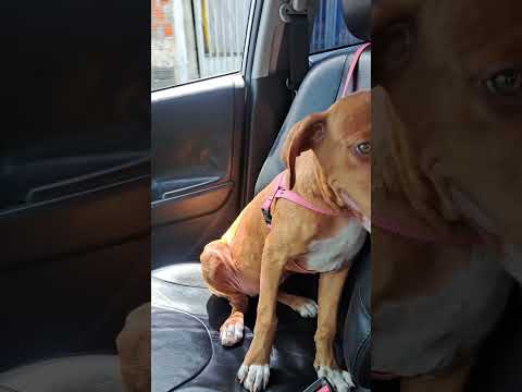 Vídeo de Mayla