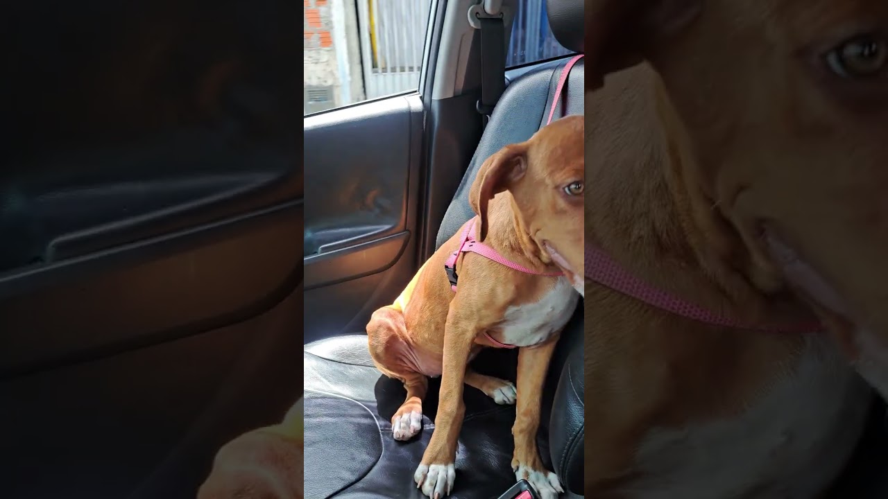 Cachorro raça SRD-ViraLata idade 7 a 11 meses nome Mayla