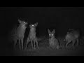 Urban Coyote Pack Howling
