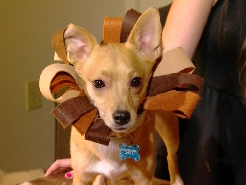 3 Easy and Inexpensive Pet Halloween Costumes