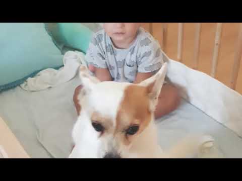 Leonko najkrajši chlapček na svete