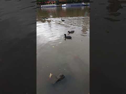 Coot Hoot & Lettuce - Natural NOT BREAD