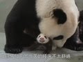 Трогательное воссоединение панды со своим детёнышем (новости) 