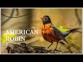 Wake up early to listen for a american robin bird call!