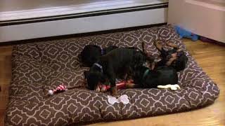 Video preview image #8 Doberman Pinscher Puppy For Sale in MARSHFIELD, MA, USA