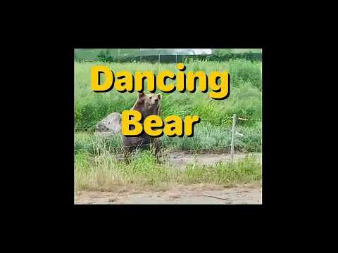 Dancing Bear