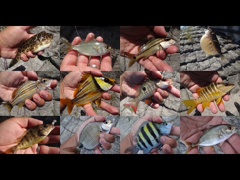 Festín de micropesca en el canal intracostero (Laurderdale-by-the-Sea, FL)