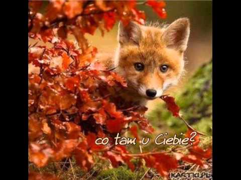 Magda Niewińska-dobranoc dobry dzien