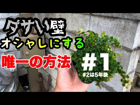 パトリック・ブランの植物スパイラル、ショーモン・シュル・ロワールで見られる植物の壁