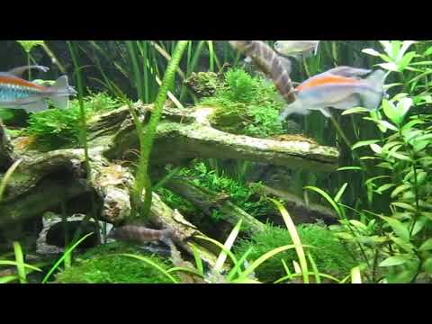 Blaue Kongosalmler im Gesellschaftsbecken