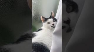 そこにいた　#cat #うめと申しますけども #猫 #猫のいる暮らし