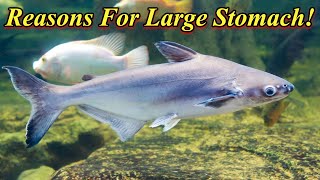Why Does Shark Fish's Stomach Is Big? Disease ,Overeating, Breeding , Problems / Fish Aquarium Tamil