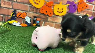 ハーフ犬の動画01