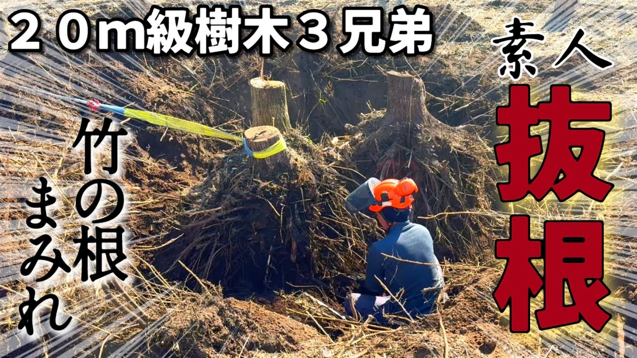 #6 竹の根ビッシリ！大木3本絡み難易度MAX素人抜根/お豆腐と米粉の楽ちんパン♡ニワトリたちの産卵事情