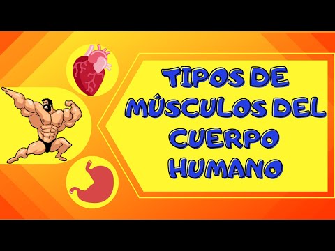 TIPOS DE MÚSCULOS DEL CUERPO HUMANO