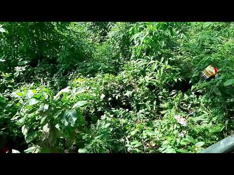 Vlog 1 | Beautiful plants in my garden | Natural View