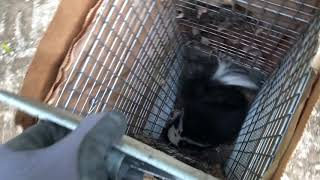 3 Best Animal Removal in Toronto, ON - Expert Recommendations