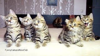 Chorus line of Kittens performs Christmas dance