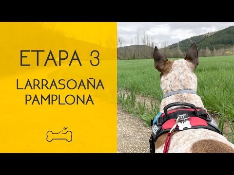 ETAPA 3: LARRASOAÑA A PAMPLONA | Camino de Santiago con perro