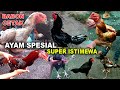 MANY EXCELLENT SUPER SPECIAL CHICKENS At Bangkok Madura Chicken Market On Saturday Very Busy