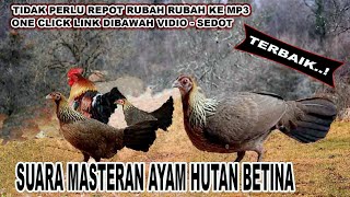 Download lagu Suara mp3 ayam hutan betina merdu dan sedap versi panjang juga TERBAIK mp3
