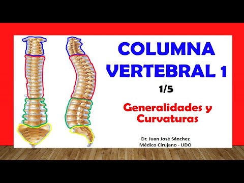 🥇 VERTEBRAL COLUMN 1/5 - Generalities, Curvatures. Easy and simple