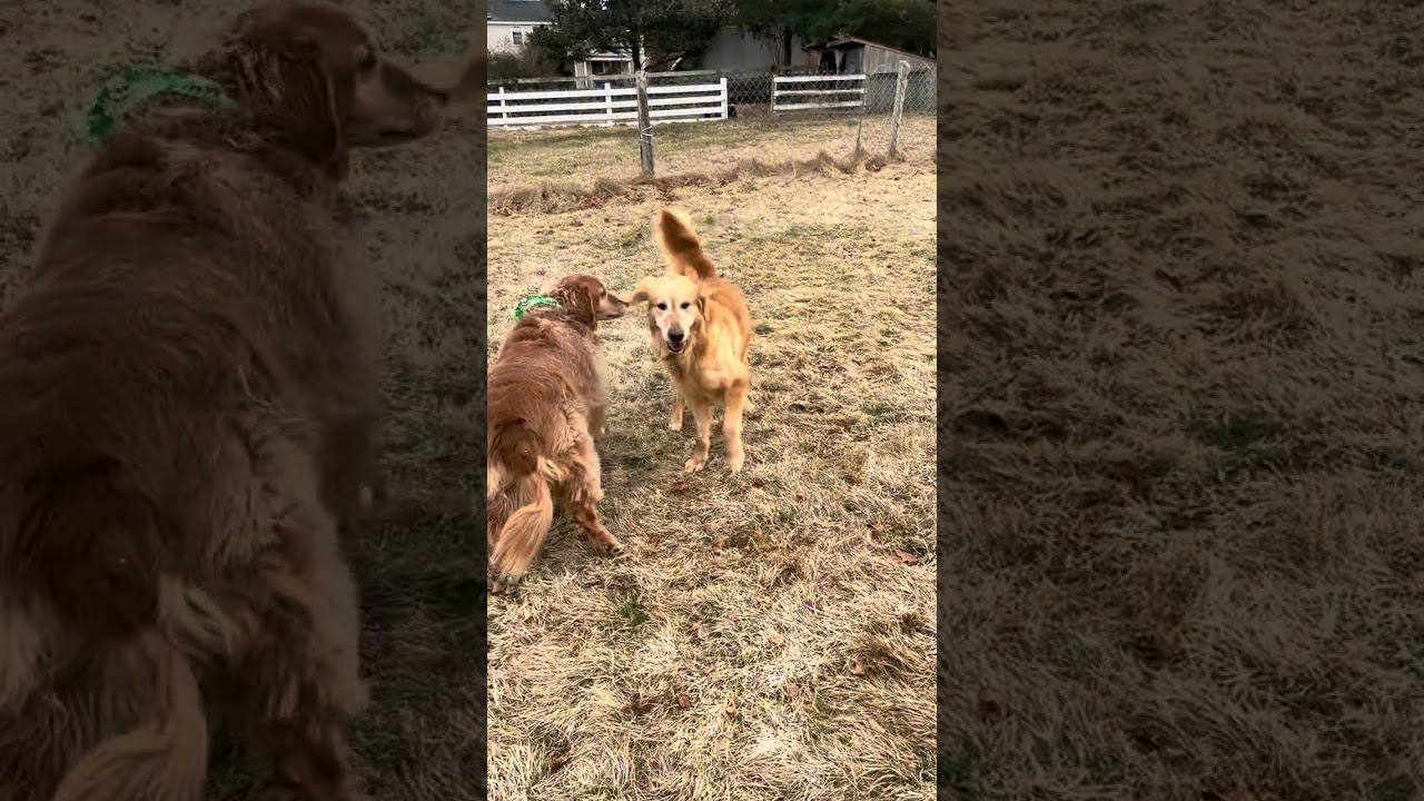 Enlarge Millie #24, an adoptable Golden Retriever in Killingworth, CT video 5/6