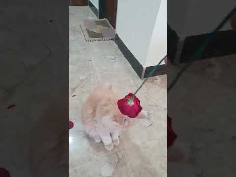 kitu playing with flowers 🌹