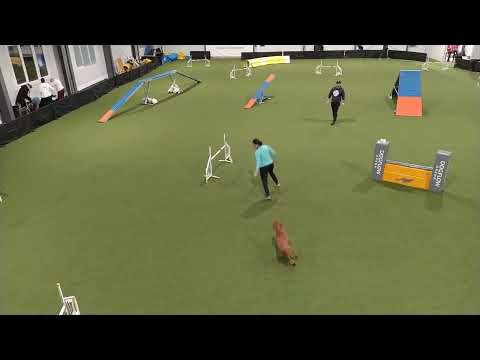 Flóra A1 agility Winter Wonderland 2022.01.23.