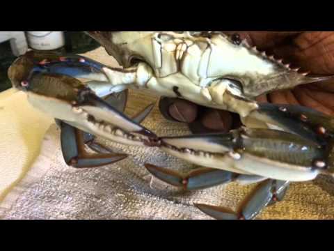 download lagu mp3 mp4 Freezing Blue Crabs, download lagu Freezing Blue Crabs gratis, unduh video klip Freezing Blue Crabs