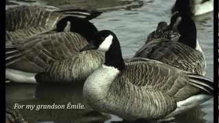 La chanson des migrateurs (English)