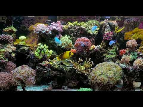 CRISPY FETUS - MAS MABANGIS (prod by: hirui seki)