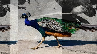 HA (Hodgy &amp; Alvin) - O.P.E.N.