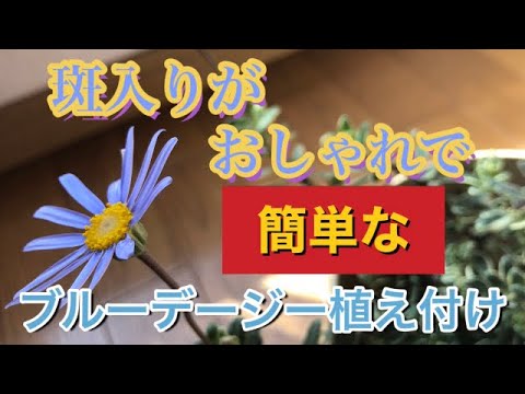 スパニッシュデイジー 植物