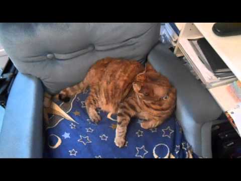 Vloguary 18, 2013 - Breakfasts, Beautiful Kitties & Bad Moods