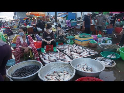 Amazing Big Site Selling Fish, SeaFood @Prek Phnov Bridge - Morning Fish Market Scene