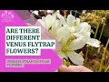 Are There Different Venus Flytrap Flowers
