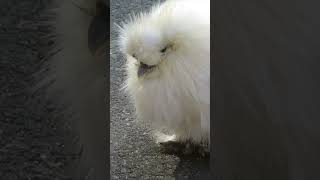何の動物でしょう？白い謎のモフモフ #動物 #癒し