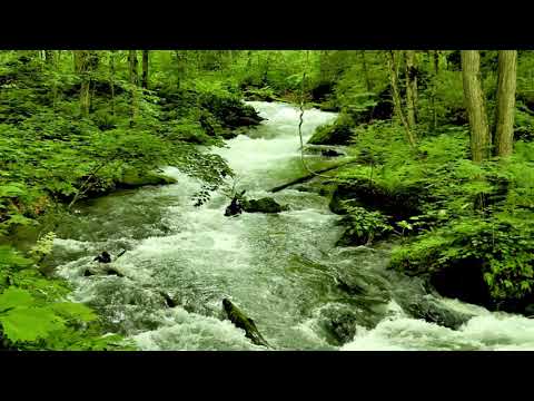 Japan Forest River flowing sound. Relaxing Nature, Forest River 4k, White Noise, Sleep, Meditation.