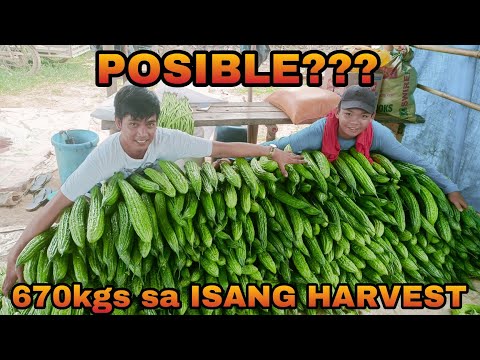 EP166-Part3: 670 KILO NA AMPALAYA SA ISANG HARVEST???😱 | 5th HARVEST
