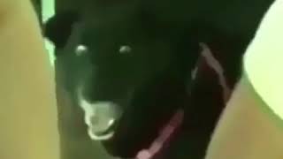 Download lagu Anjing goblok gak bisa ngejar ayam mp3 Download lagu Anjing goblok gak bisa ngejar ayam mp3