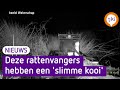 Rattenvangers vangen beverrat met 'slimme' kooi | Omroep Gelderland