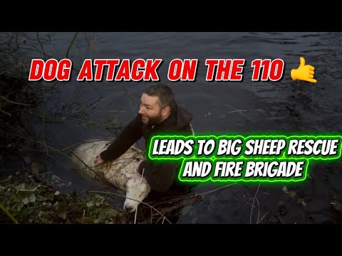 DOG ATTACK ON THE 110 🤙 leads to big sheep rescue and fire brigade